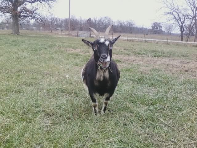 Pics of my herd(several) - Goats