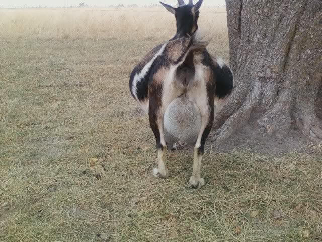 Poor Cubby... - Goats