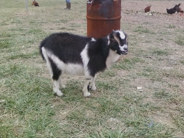 Pics of my herd(several) - Goats