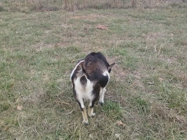 Pics of my herd(several) - Goats