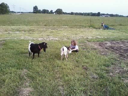 DD4 making friends... - Goats