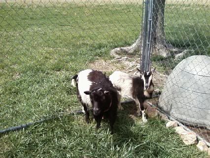Introducing Rock and Lila my Nigerian Dwarfs - Goats