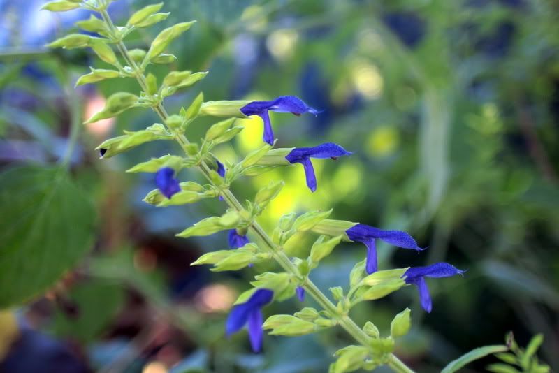 Salvia Iodantha