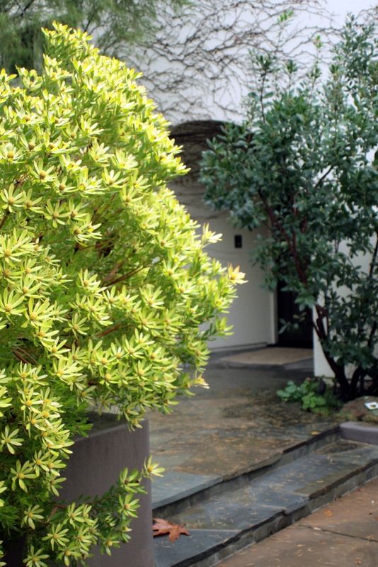 leucadendron, arbutus opposite