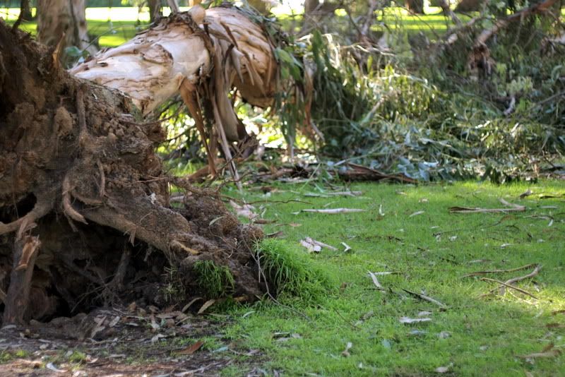 Image result for fallen eucalyptus tree