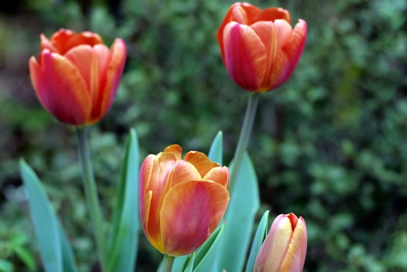 Tulip Porn A Growing Obsession