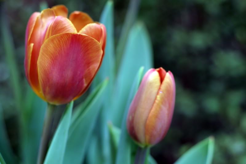 Tulip Porn A Growing Obsession