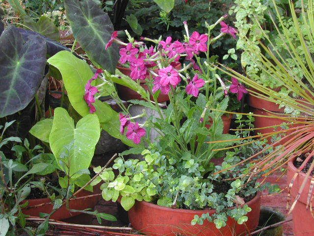 Photo Sharing and Video Hosting at Photobucket