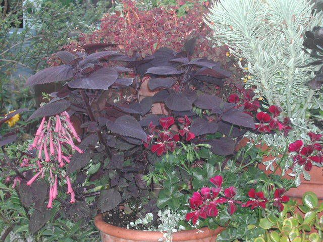 Photo Sharing and Video Hosting at Photobucket