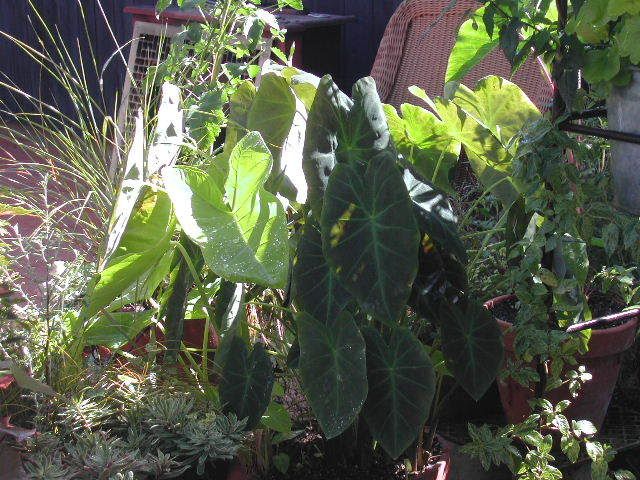 Photo Sharing and Video Hosting at Photobucket