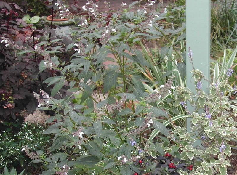 Photo Sharing and Video Hosting at Photobucket