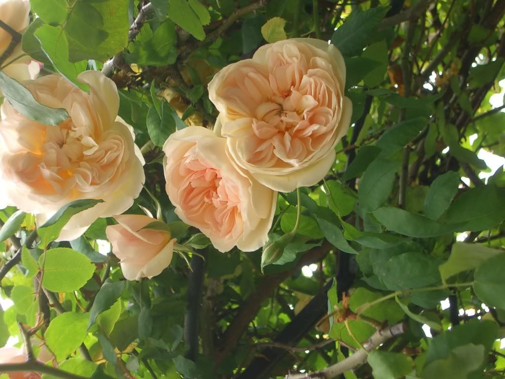 Photo Sharing and Video Hosting at Photobucket