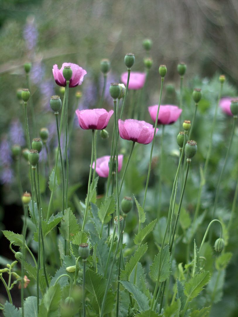 poppy days A Growing Obsession