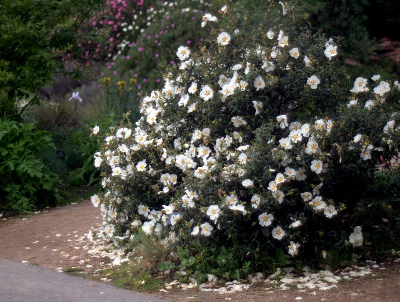 Cistus 'Troubador' photo P1011669.jpg