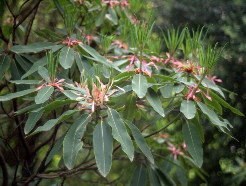 Rhododendron 'Loderi Game Chick' photo P1011670.jpg