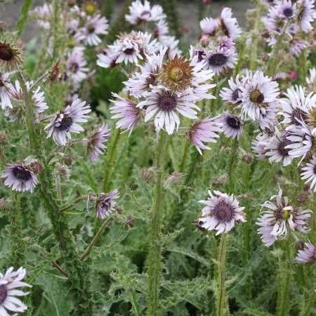  photo berkheya_purpurea.jpg