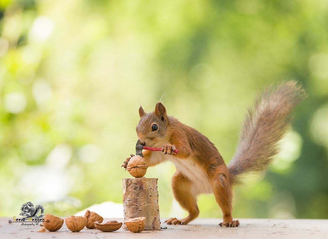  photo geert-weggen-squirrel-portraits-3.jpg