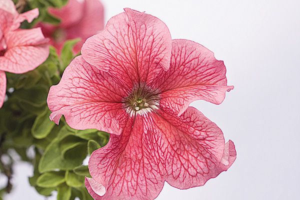 http://blogs.smithsonianmag.com/artscience/2013/02/the-story-of-how-an-artist-created-a-strange-genetic-hybrid-of-himself-and-a-petunia/ photo Designer-Genes-petunia-600.jpg