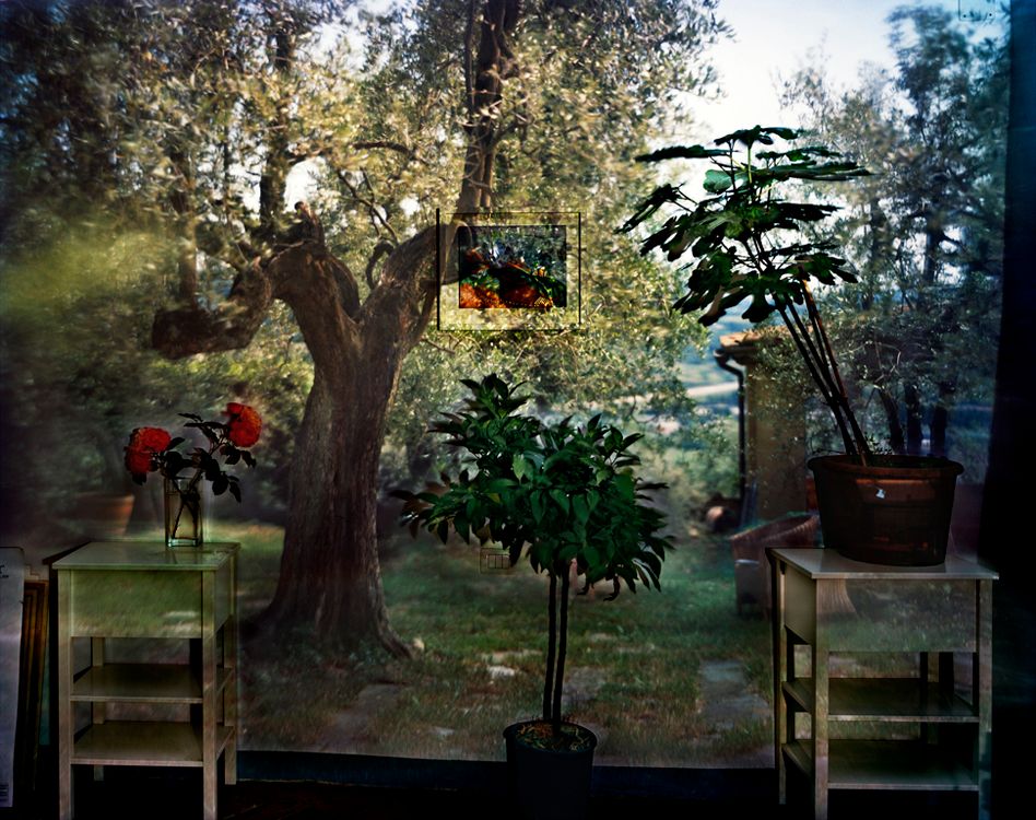  photo co-garden-with-olive-tree_09_slide.jpg