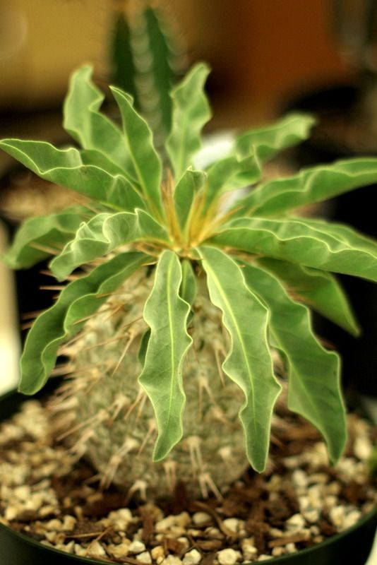 Pachypodium namaquanum photo P1019625.jpg