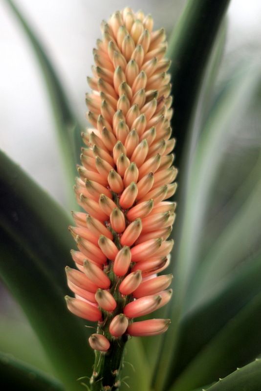 tree aloe bloom OC mart