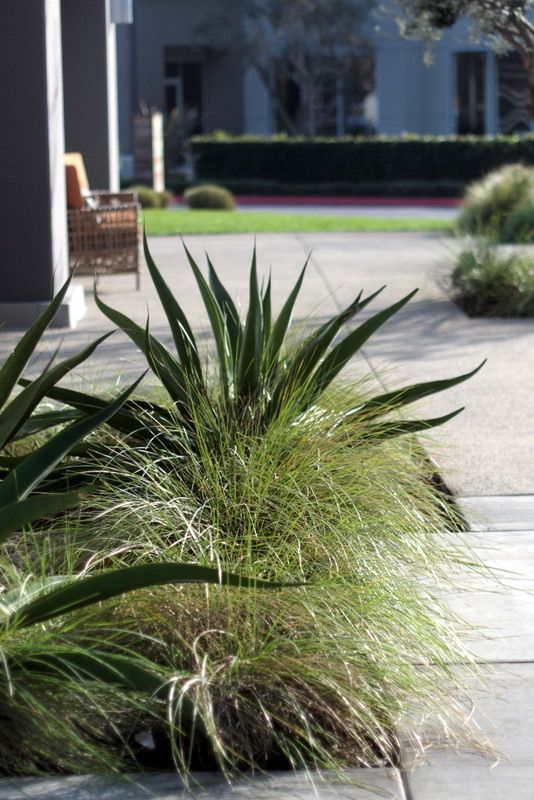 agave vilmoriniana and feather grass - oc mart