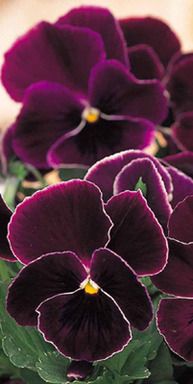 http://www.oasishorticulture.com.au/pansy-purple-lace/prd575