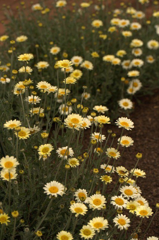 http://lambley.com.au/plant/anthemis-susannah-mitchell