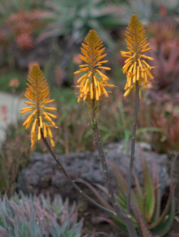 Aloe 'Goldilocks' photo P1014090.jpg