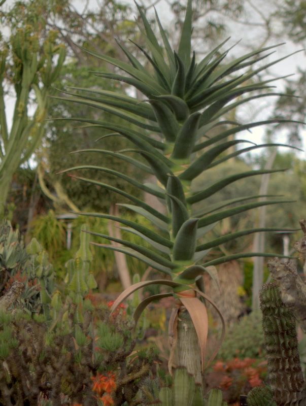 Aloe 'Hercules' photo P1014153.jpg