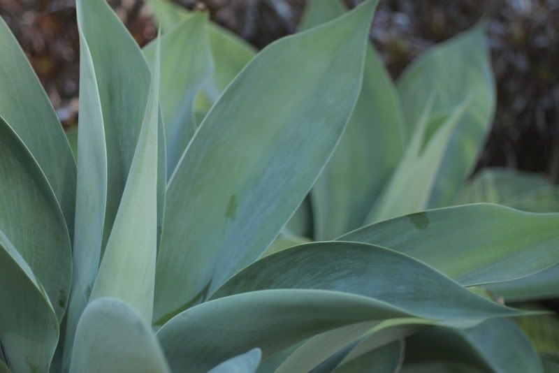 blue foxtail agave