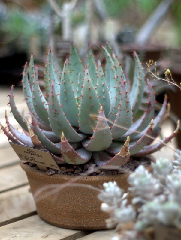 Aloe peglerae photo 1-P1015784.jpg