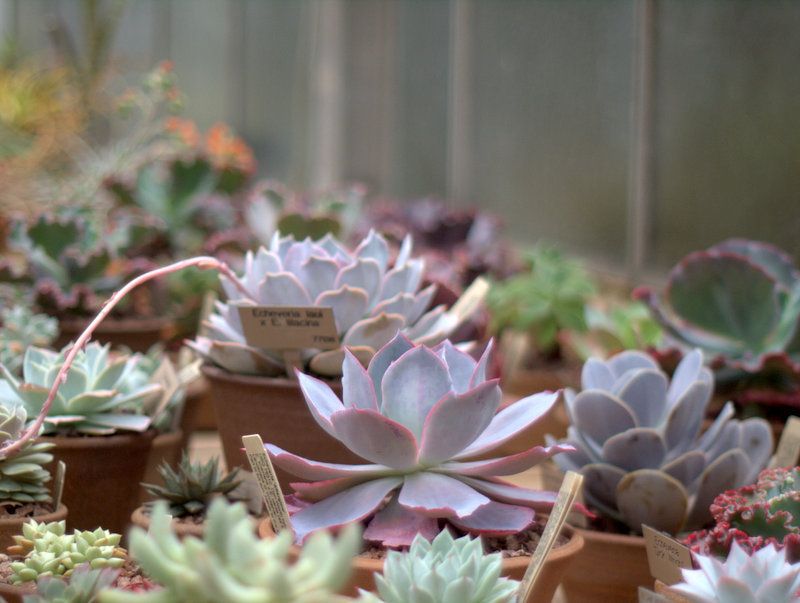 echeveria bench photo 1-P1015788.jpg