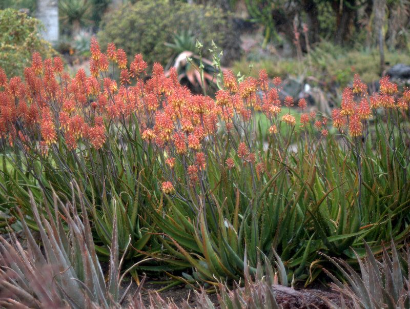 Aloe camperi photo 1-P1015850.jpg