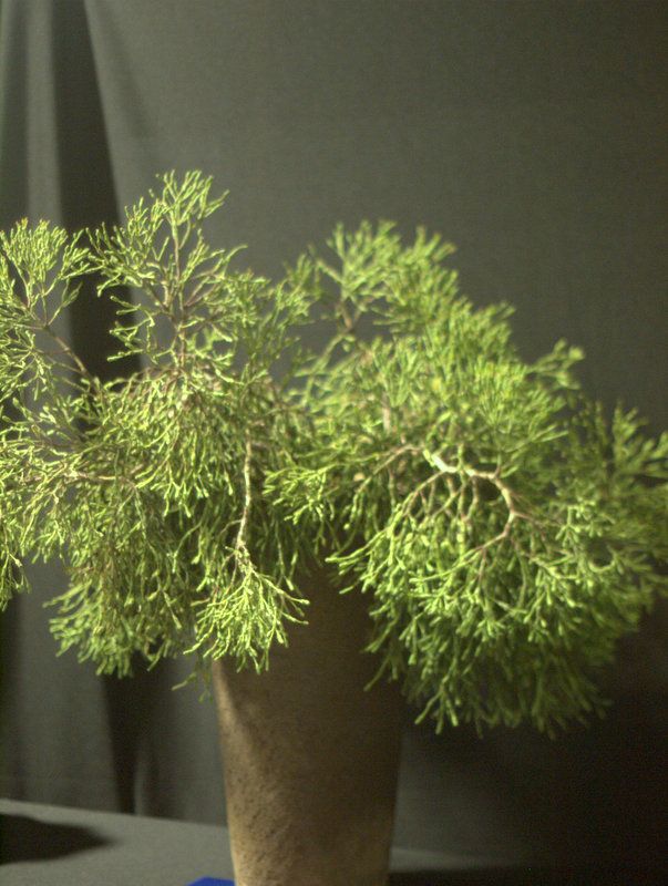 Rhipsalis salicornioides (Dancing Bones Cactus" won best epiphyte photo 1-P1012979.jpg