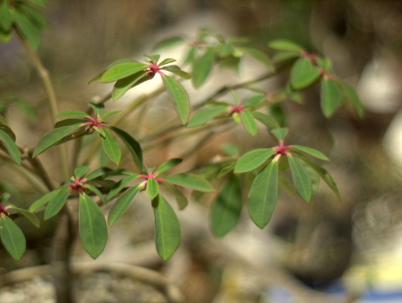 Euphorbia bongolavensis photo 1-P1012990.jpg