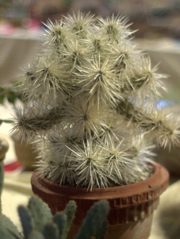 Cylindropuntia tunicata Thistle Cholla photo 1-P1013007.jpg