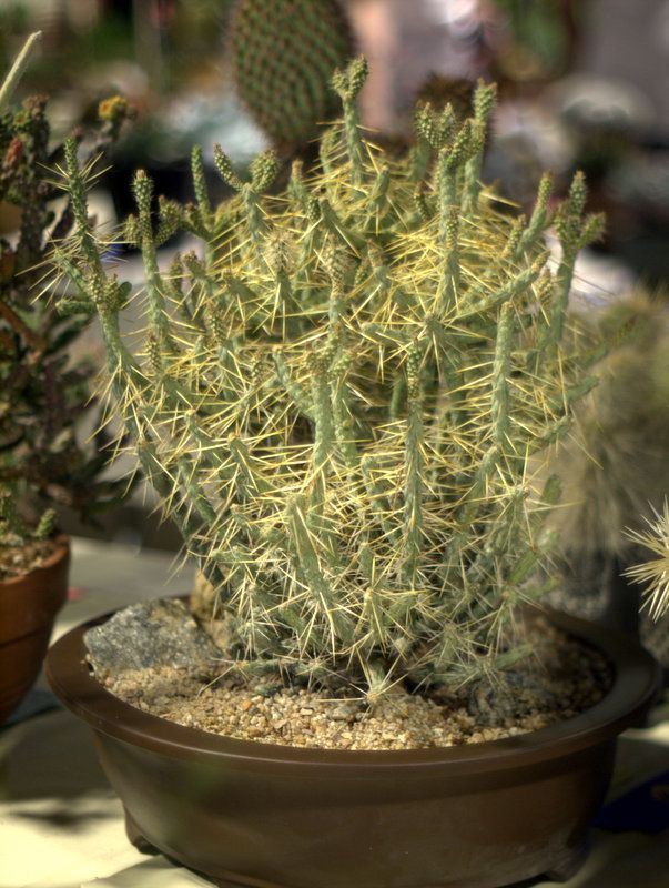 (Cylindropuntia ramosissima Diamond Cholla photo 1-P1013019.jpg