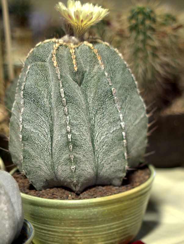 Astrophytum ornatum largest, easiest to grow photo 1-P1013059.jpg