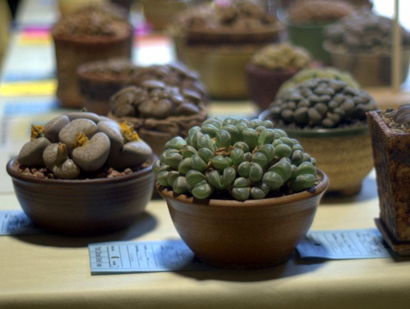 lithops table photo 1-P1013126.jpg