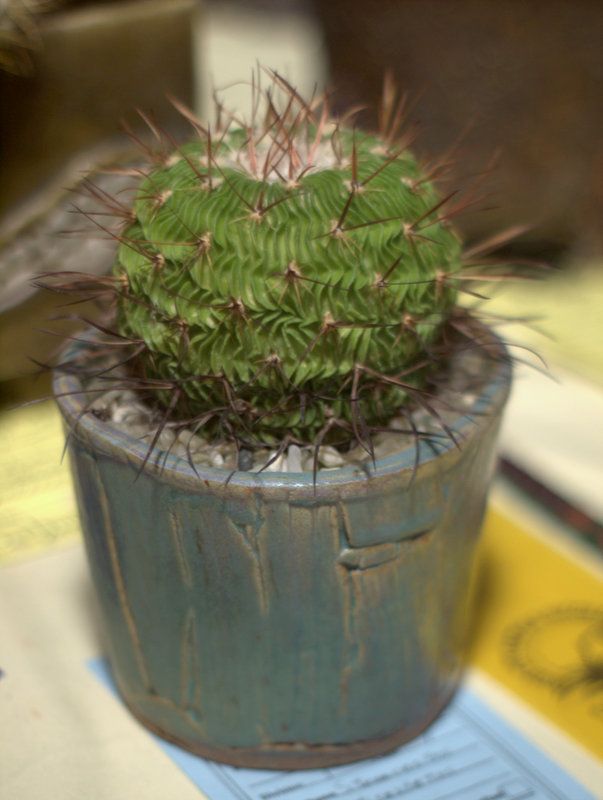 Stenocactus multicostatus, Brain Cactus photo 1-P1013134.jpg