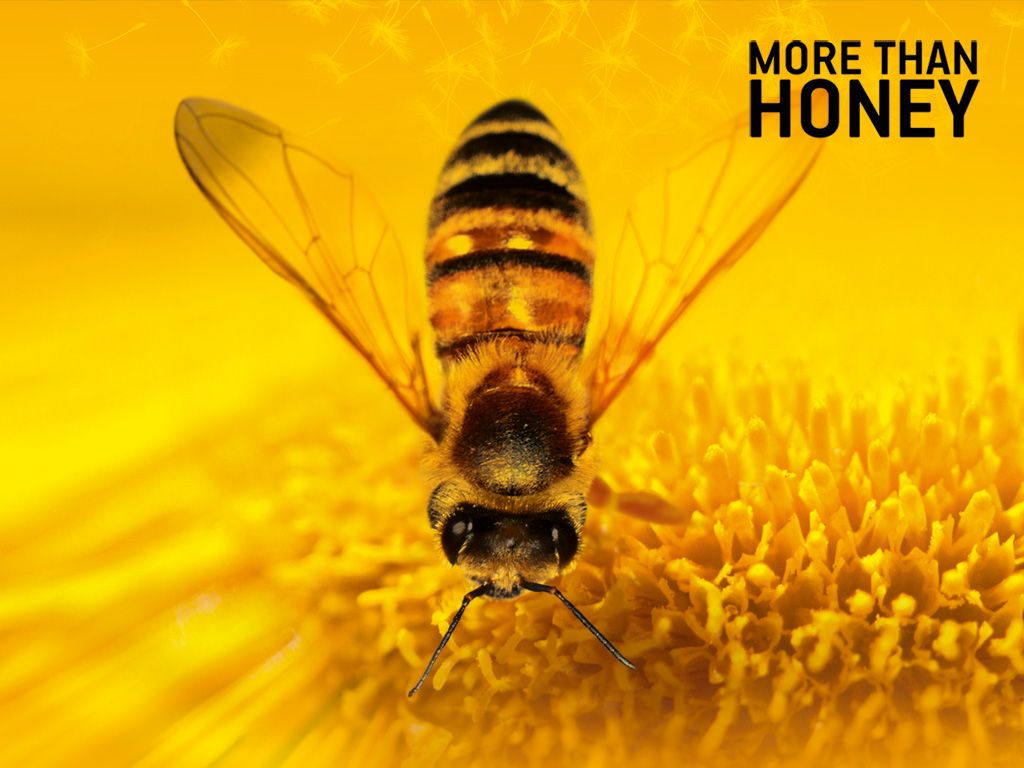  photo more-than-honey.jpg