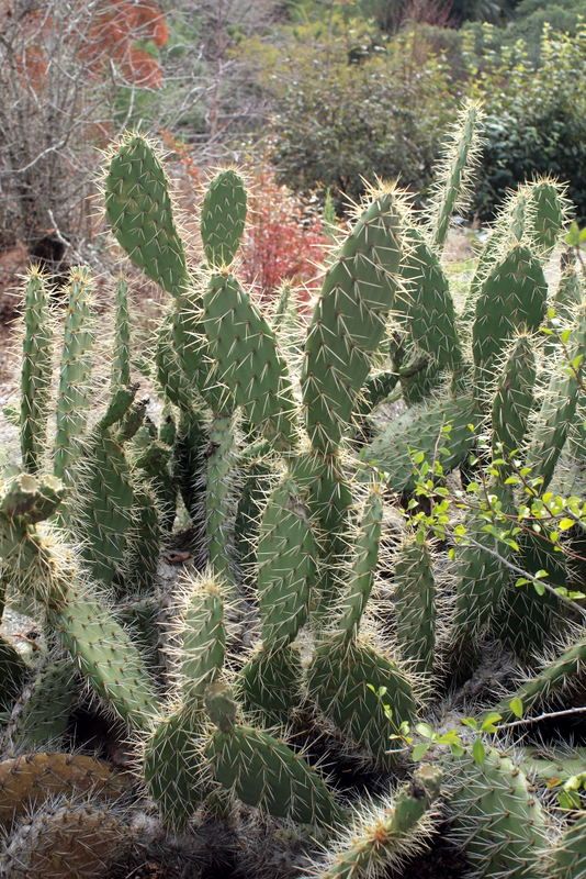 UCBG 1/11/13, Beavertail cactusOpuntia aff. prolifera