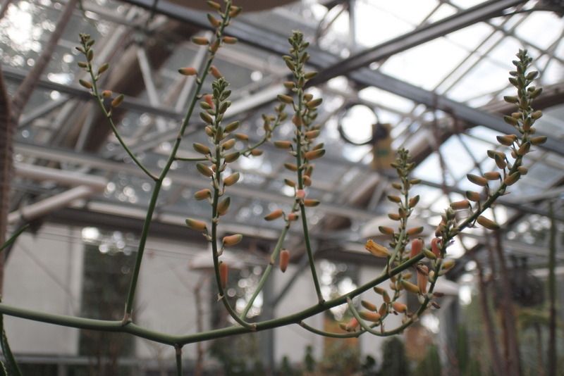 Aloe sabaea bloom