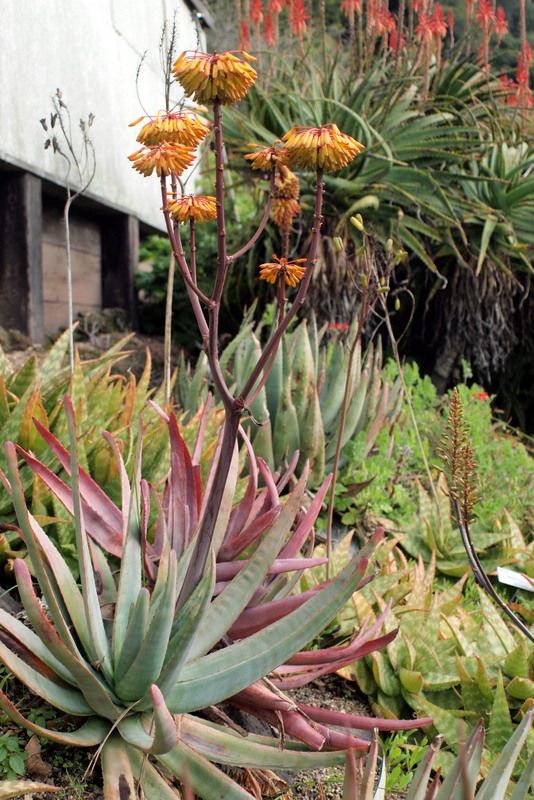 Aloe capitata