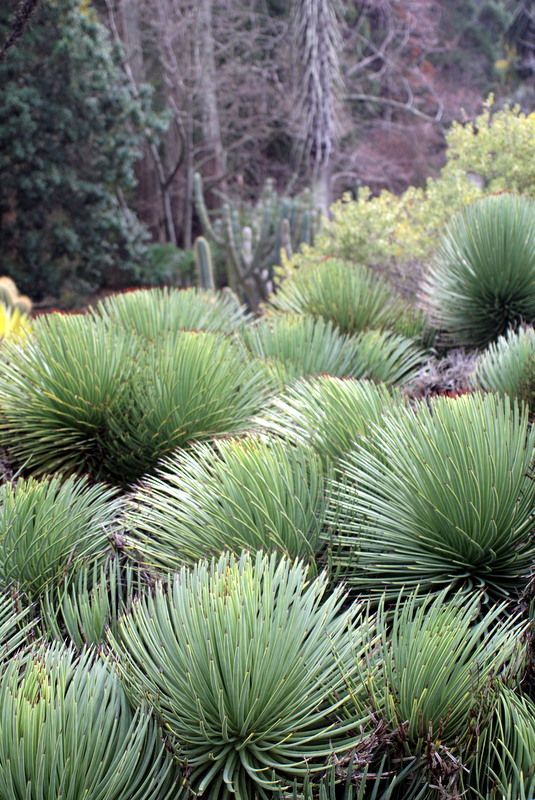 Agave strictahedgehog agaveucbg 1/11/13