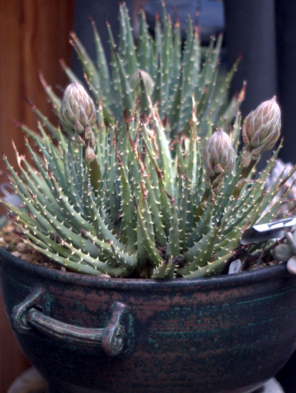 Aloe longistyla prone to mites hard to grow photo 1-P1014074.jpg