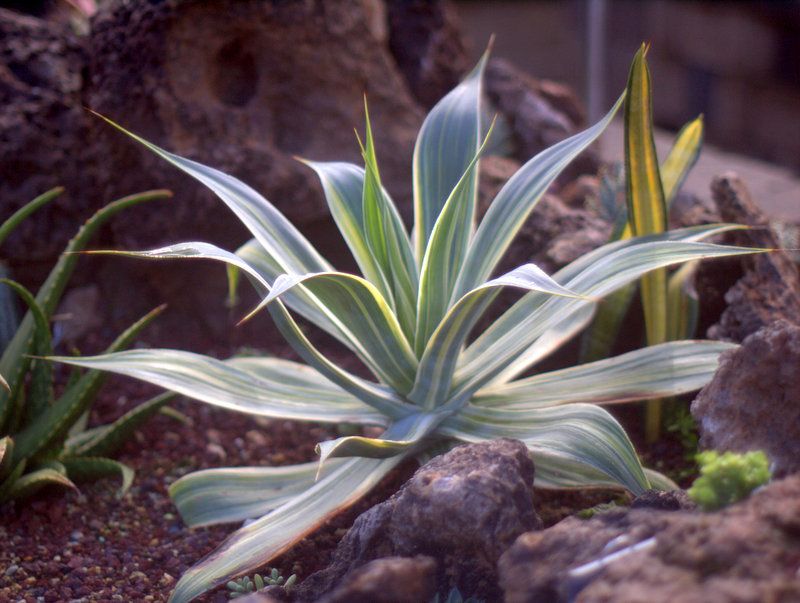 Agave 'Streaker' (Rick Bjorklund collection) photo 1-P1014095.jpg