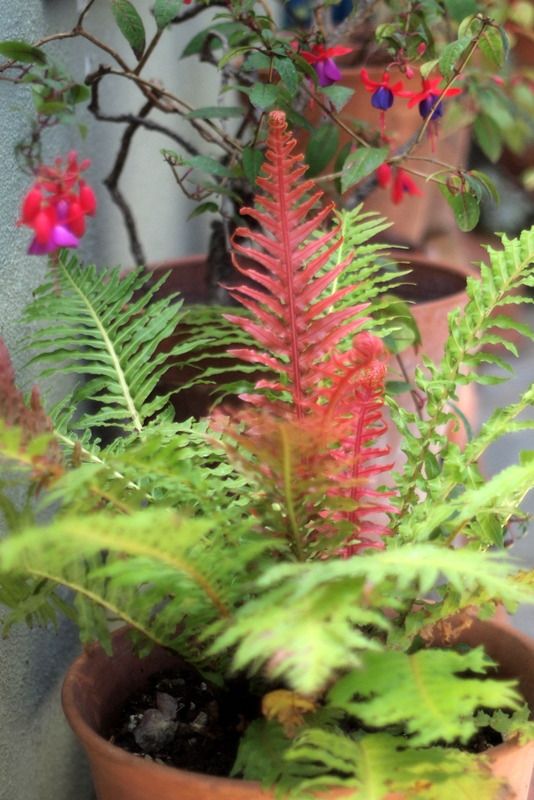 Blechnum braziliense photo P1016570.jpg