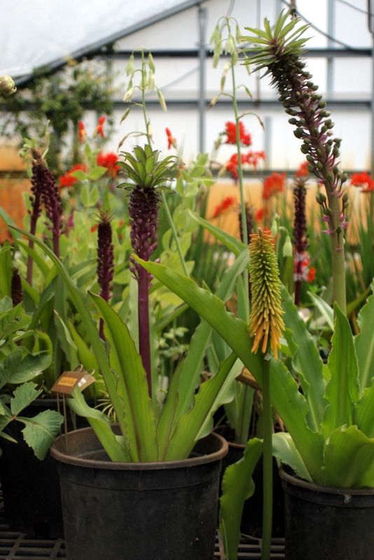Eucomis 'Can Can'